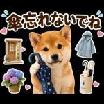 飛び出す♡雨の日わんこ