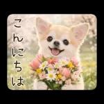 春のほんわかチワワ♡