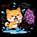 スタンプ・しば犬の梅雨だより