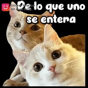 De lo que uno se entera - getsticker.com