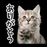 リアルな子猫ミーム（秋ハロウィン）