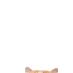 飛び出す❤️猫猫猫2
