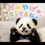 飛び出す♡パンダの家族連絡