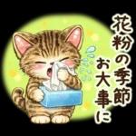猫まみれのやさしい日常【春】