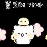 아기람꾸 : 벚꽃 에디션