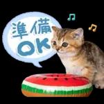 ねこちぃず♡梅雨〜初夏ver