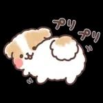 ふわふわシーズー 3歳児