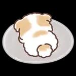 ふわふわシーズー 3歳児