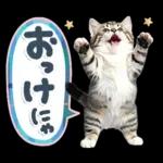 ねこちぃず♡梅雨〜初夏ver