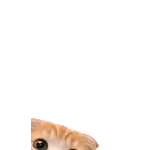 飛び出す❤️猫猫猫2