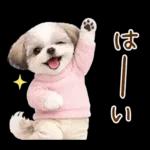 気持ち伝わる癒やしシーズー