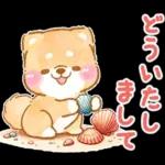 大人の夏❤️いやしばいぬ❤️柴犬