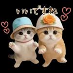 スコティッシュ猫 カラフル帽 夏 敬語