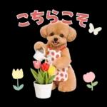 春♡とってもかわいいトイプードル