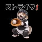 野球をする猫