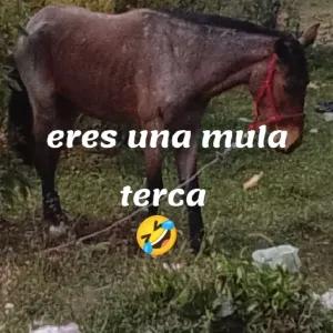 eres una mula terca - getsticker.com