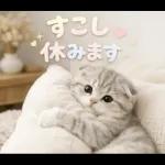 飛び出す♡やる気ないにゃんこ