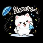 スタンプ・雨の日サモエド