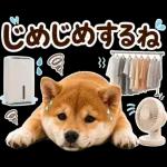 飛び出す♡雨の日わんこ