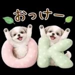 気持ち伝わる癒やしシーズー