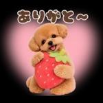 春♡とってもかわいいトイプードル