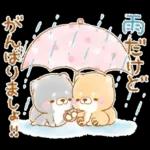 初夏❤️いやしばいぬ❤️16/柴犬