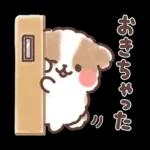 ふわふわシーズー 3歳児