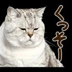 うんこ★リアルな猫