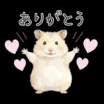 ゴールデンハムスター♡キンクマ