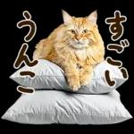 うんこ★リアルな猫