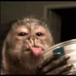 ¡Tu chat no puede estar sin estos stickers!