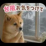 とびだす★夏 柴犬★わんこ♡犬