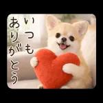 春のほんわかチワワ♡