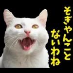 島根出雲弁☆にゃんこ