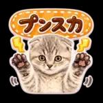 かわいい猫の写真 ぷくぷく