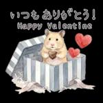 ゴールデンハムスター♡キンクマ