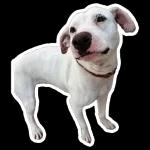 Stickers para añadir color a tus conversaciones