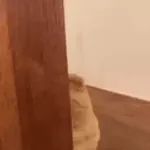 Te Amo