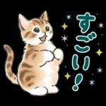 夏の毎日☆猫たちのスタンプ２