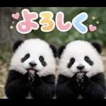 飛び出す♡パンダの家族連絡