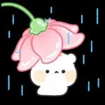 아기람꾸 : 벚꽃 에디션