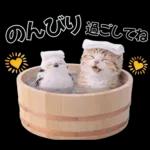 仲良し♡シマエナガと子猫ちゃん