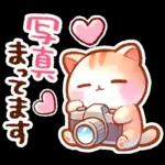 毎日♡猫ちゃんず【連絡・今何してる？】
