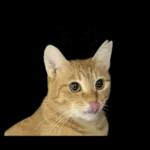 チャイさんの日常