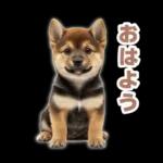 リアクションする柴犬【連絡用・日常会話】