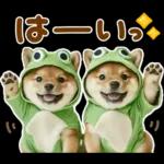 梅雨初夏♡わんこ