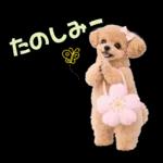 春♡とってもかわいいトイプードル