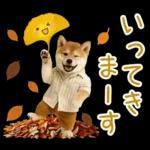 大人かわいい秋の癒し柴犬