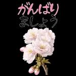 もふ屋画♪チップとデール