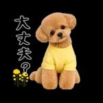 春♡とってもかわいいトイプードル